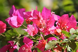 花,開花,春天