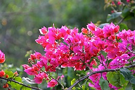 花,開花,春天