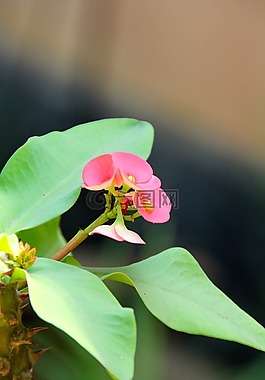 花,開花,春天