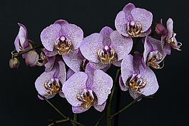 蘭花,鮮花,開花
