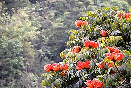 花,開花,春天