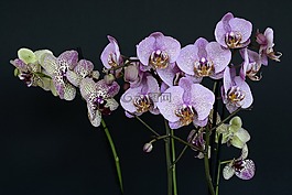 蘭花,鮮花,開花