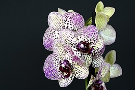 蘭花,鮮花,開花