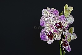 蘭花,鮮花,開花