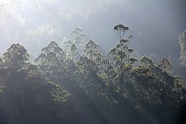 森林,霧,黎明