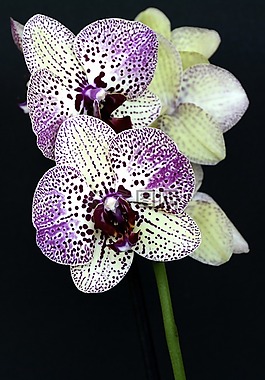 蘭花,鮮花,開(kāi)花