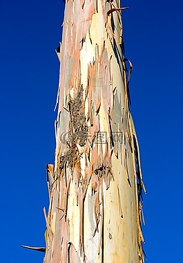 部落,樹(shù),日志