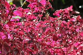 花,開花,春天