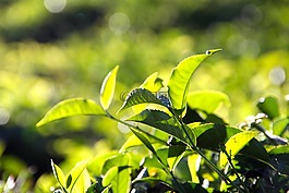 t恤,種植園,茶園
