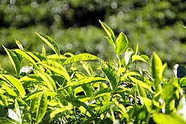 t恤,種植園,茶園