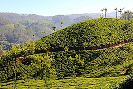 t恤,種植園,茶園