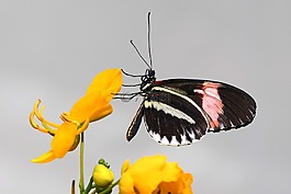 蝴蝶,昆蟲,翼