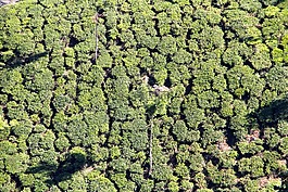 t恤,種植園,茶園