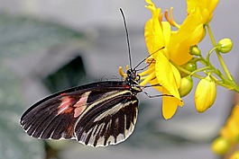 蝴蝶,昆蟲,翼