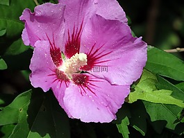 芙蓉花,伍德布里奇,錦葵