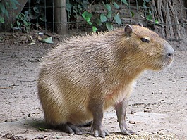 capibara,嚙齒類(lèi)動(dòng)物,豬水