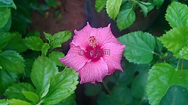 chembarathi,槿,粉紅色