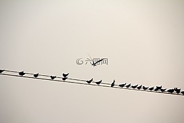 鳥,行,鳥類