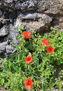 花,開花,春天