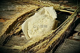 面粉,谷物,穗