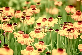鮮花,黃色,性質(zhì)