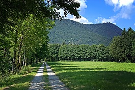 離,森林,樹木