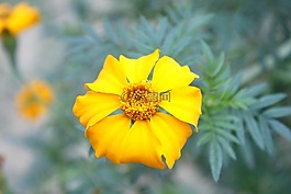 万寿菊,黄色,花