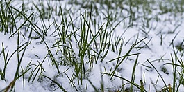 草,冬天,雪