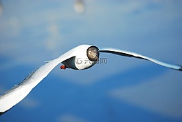 海鷗,鳥,海
