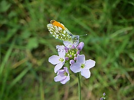 花,蝴蝶,性質(zhì)