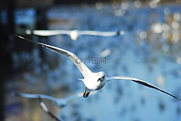 海鷗,鳥,海