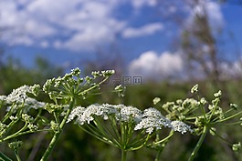 性質,鮮花,花木場