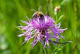 knapweed,矢车菊,指出花