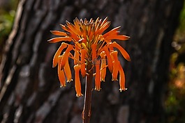 蘆薈,開花,橙