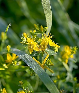 性质,tutsan,草