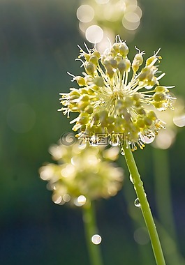 性質(zhì),花蝴蝶結,植物