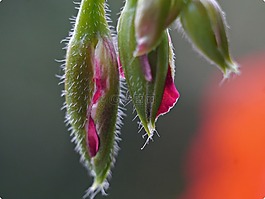 天竺葵,花蕾,宏
