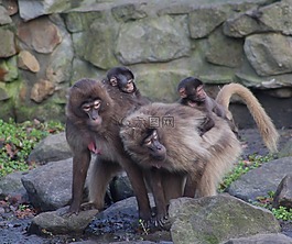 猴子,野生動物,動物園