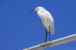 白鷺,鳥,翅膀
