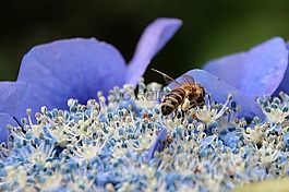 花,八仙花,蜜蜂