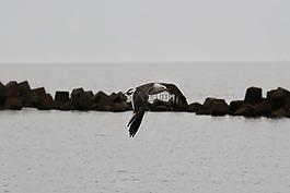 動物,海,海灘