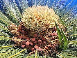 棕櫚,種子,開(kāi)花
