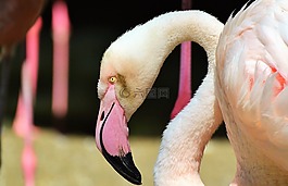 弗拉明戈,鳥(niǎo),粉紅色