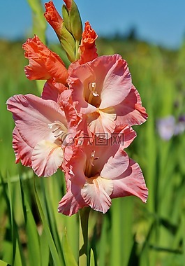 唐菖蒲,gladidus,蝴蝶温室