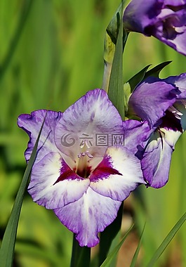 唐菖蒲,gladidus,蝴蝶温室