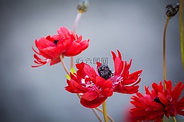 海葵,紅色,紅色海葵