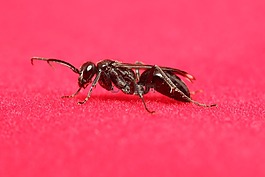 昆蟲,動物,關(guān)閉