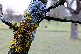 編織,科,性質(zhì)