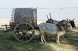 出租車,牛,購物車