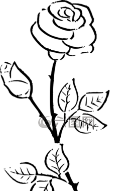 花的,花,植物